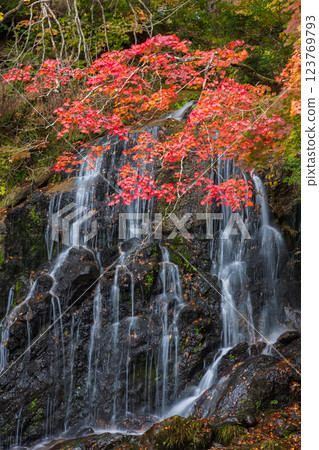 Autumn in Kuroishi, Aomori Prefecture - Fudo Falls and Nakano Momijiyama 123769793