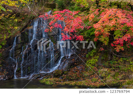 Autumn in Kuroishi, Aomori Prefecture - Fudo Falls and Nakano Momijiyama 123769794