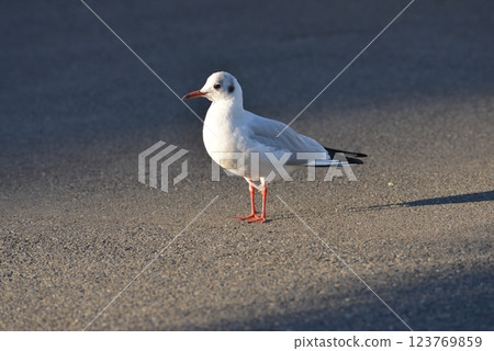 bird bird 123769859