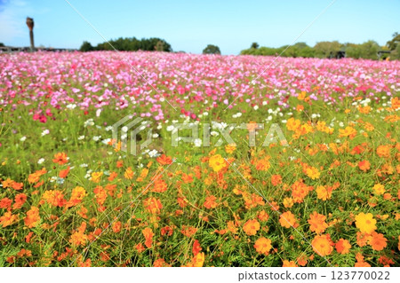 Vivid yellow cosmos flowers Vivid yellow cosmos flowers 123770022