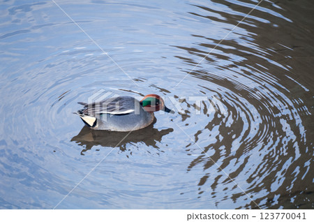 信濃川安城堤壩上的小鴨子 123770041