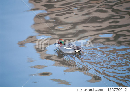 A small duck on the Yasuragi embankment of the Shinano River 123770042