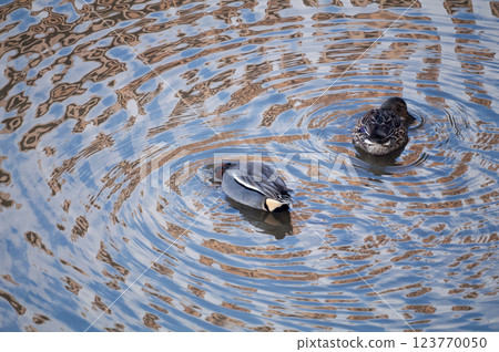 Ducklings foraging on the Shinano River Yasuragi Embankment 123770050