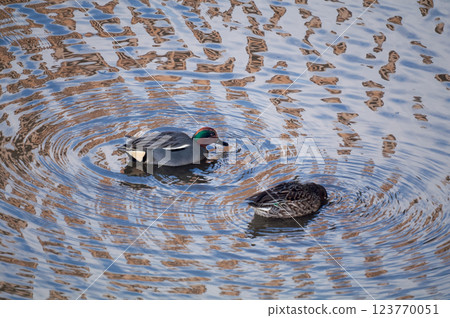 Ducklings foraging on the Shinano River Yasuragi Embankment Ducklings foraging on the Shinano River Yasuragi Embankment 123770051