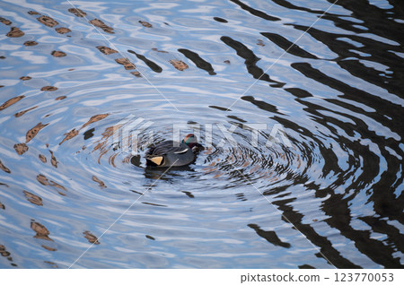 Ducklings foraging on the Shinano River Yasuragi Embankment 123770053