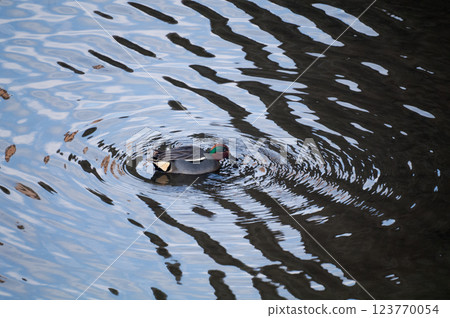 在信濃川安木堤壩上覓食的小鴨子 123770054