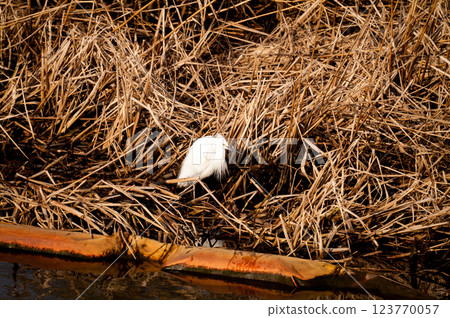 Small heron on the Yasuragi embankment of the Shinano River Small heron on the Yasuragi embankment of the Shinano River 123770057