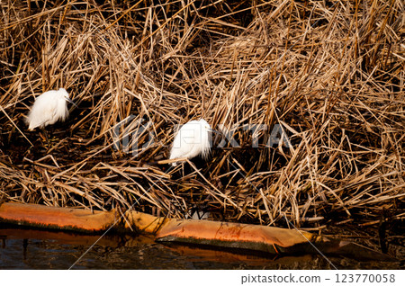 Small heron on the Yasuragi embankment of the Shinano River Small heron on the Yasuragi embankment of the Shinano River 123770058