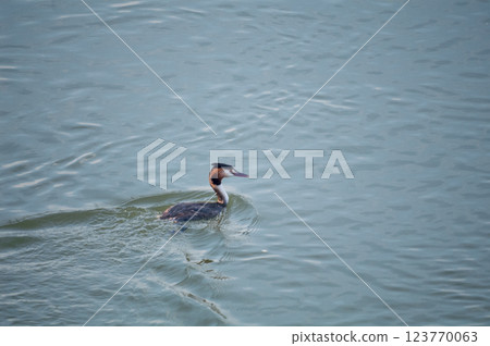 Shinano River, Yasuragi Embankment, Crowned Sea Bream 123770063