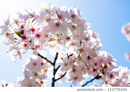 Shining Yoshino Cherry Blossoms Shining Yoshino Cherry Blossoms 123770384