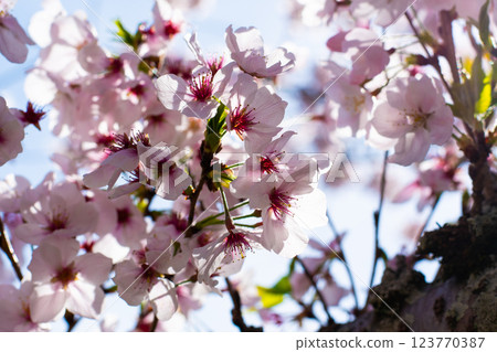 綏爛的染井吉野櫻花③ 123770387