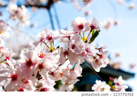 Castle and Yoshino cherry blossoms on a sunny day③ 123770392
