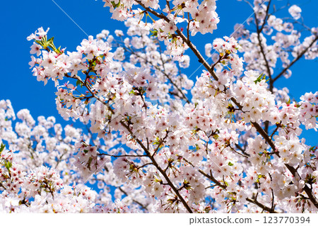 Somei-Yoshino cherry blossoms in full bloom on a sunny day② 123770394