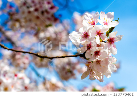 Somei-Yoshino cherry blossoms in full bloom on a sunny day ⑨ 123770401