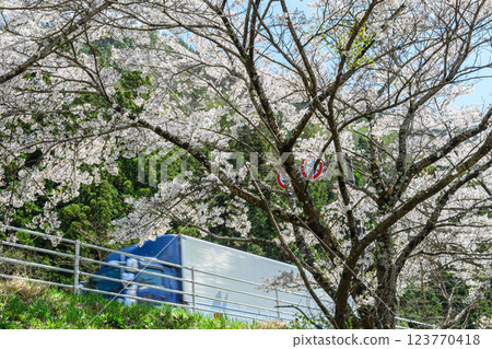 Scenery with cherry blossoms blooming along the road Scenery with cherry blossoms blooming along the road 123770418