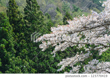 Cherry blossom petals dance in the wind Cherry blossom petals dance in the wind 123770419