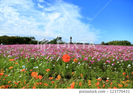 Vivid yellow cosmos flowers Vivid yellow cosmos flowers 123770431