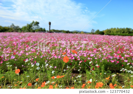Vivid yellow cosmos flowers 123770432