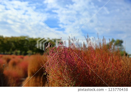 鮮豔的秋葉 Kochia 鮮豔的秋葉 Kochia 123770438