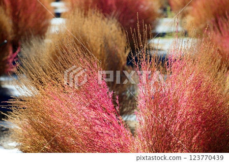 鮮豔的秋葉 Kochia 鮮豔的秋葉 Kochia 123770439