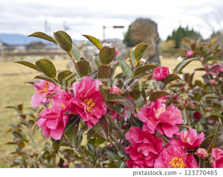 Flowers of Satake flowers 123770465