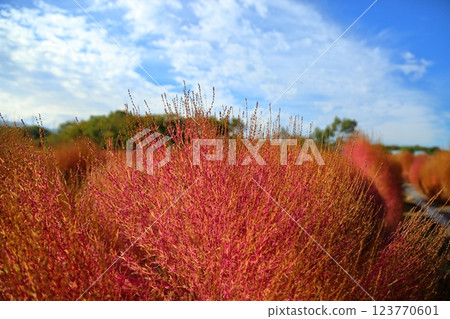 鮮豔的秋葉 Kochia 鮮豔的秋葉 Kochia 123770601