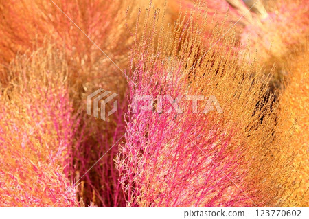 鮮豔的秋葉 Kochia 鮮豔的秋葉 Kochia 123770602