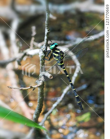 A giant dragonfly resting its wings on a branch 123770669