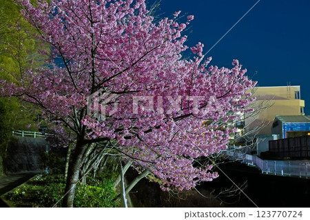 長谷川沿岸的河津櫻花 長谷川沿岸的河津櫻花 123770724