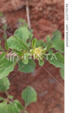 Acanthospermum australe herbaceous plant 123770748