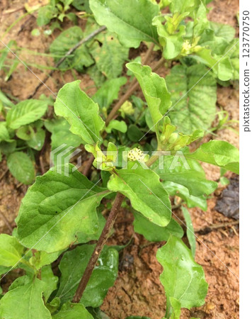 Herb commonly known as creeping starburst Herb commonly known as creeping starburst 123770750