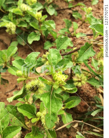 Prostrate star bur wild plant Prostrate star bur wild plant 123770751