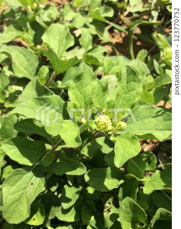 Medicinal plant from the tropics of the planet Medicinal plant from the tropics of the planet 123770752