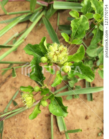 Annual herb of the Asteraceae family Annual herb of the Asteraceae family 123770754