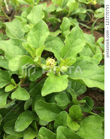 This herbaceous plant is cultivated as an ornamental 123770755