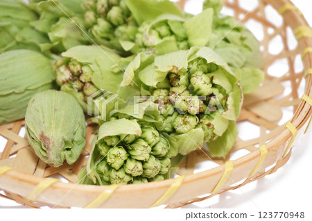 Butterbur in a bamboo basket with a white background 123770948
