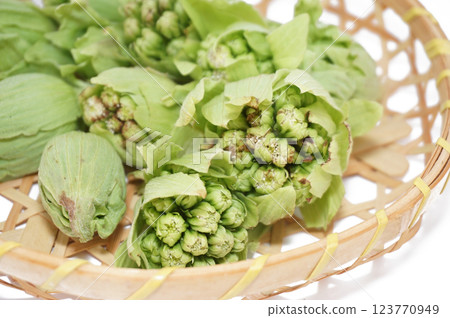 Butterbur in a bamboo basket with a white background Butterbur in a bamboo basket with a white background 123770949
