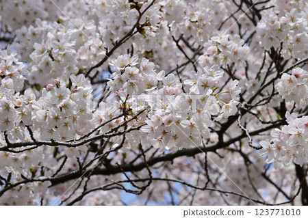 在Kanuma公園的櫻花 123771010