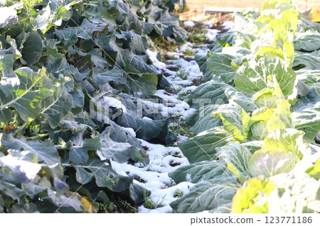 積雪覆蓋的田野和蔬菜 積雪覆蓋的田野和蔬菜 123771186