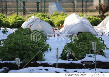 Snow-covered fields and vegetables 123771188