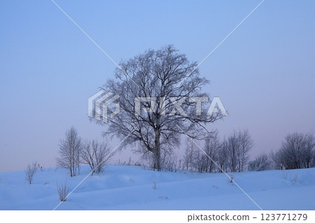 Rime on Elm Trees Rime on Elm Trees 123771279