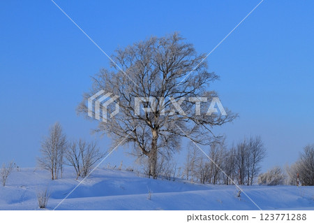 Rime on Elm Trees Rime on Elm Trees 123771288