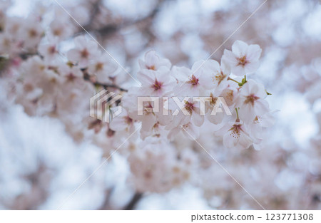 Fluffy cherry tree Fluffy cherry tree 123771308