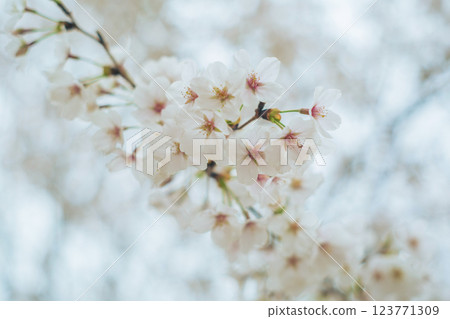 Cherry blossoms in full bloom 123771309