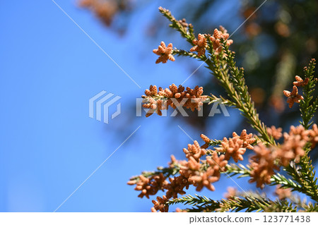 Male flower of Sugi (sugi) in early spring Male flower of Sugi (sugi) in early spring 123771438