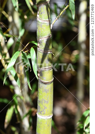 布袋竹節 123771469