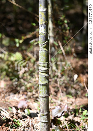 布袋竹節 123771470