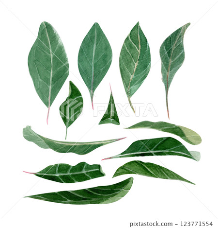 Green branch and vibrant watercolor elongated leaves illustration set. High quality hand-painted clip art perfect as design elements for botanical designs, cards, posters, textile and prints, decor 123771554