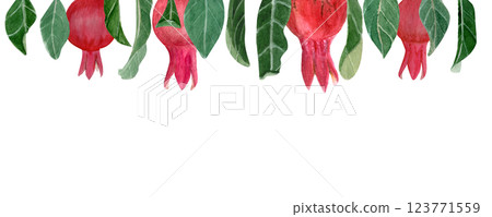 Four textured pomegranates with leaves watercolor border isolated on white. Hand drawn realistic bright fruits great for fall harvest cards, culinary designs, prints, banners decor. Autumn clip art 123771559