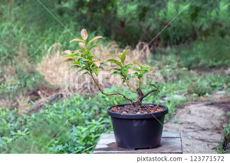 Ficus benghalensis tree in the process of creating a bonsai. Ficus benghalensis tree in the process of creating a bonsai. 123771572